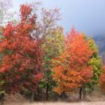 paleta de otoño